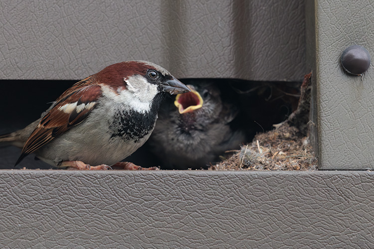 male house sparrow